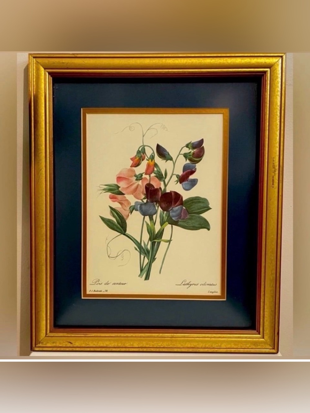Professionally Framed Vintage Print  "Lathyrus Odoratus" by P.J. Redoute 16X13